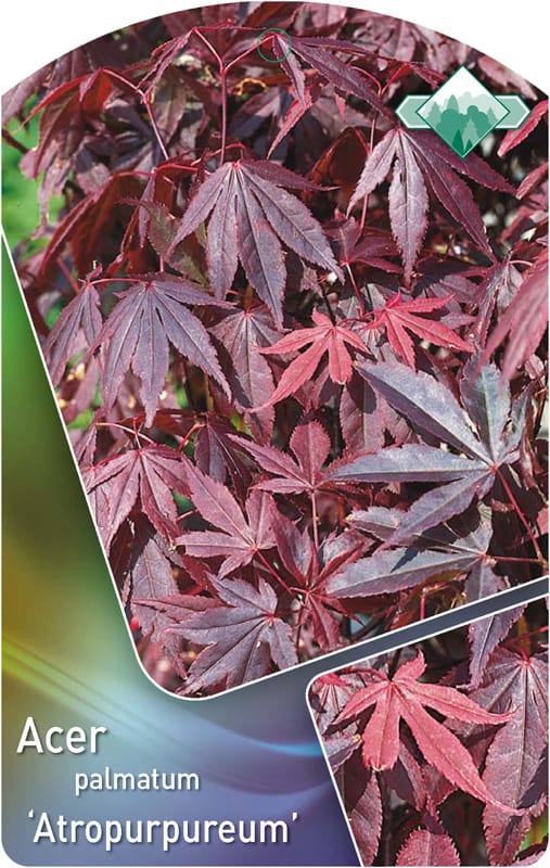 Acer palmatum ‘Atropurpureum’