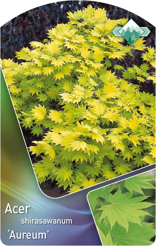 Acer shirasawanum ‘Aureum’