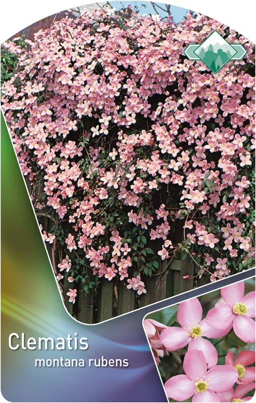 Clematis montana rubens